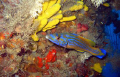   some Adriatic beauties... beauties  